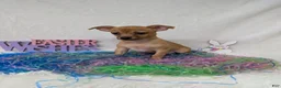 Chihuahua dogs for sale: Chihuahua Puppy 1 - Ad 1