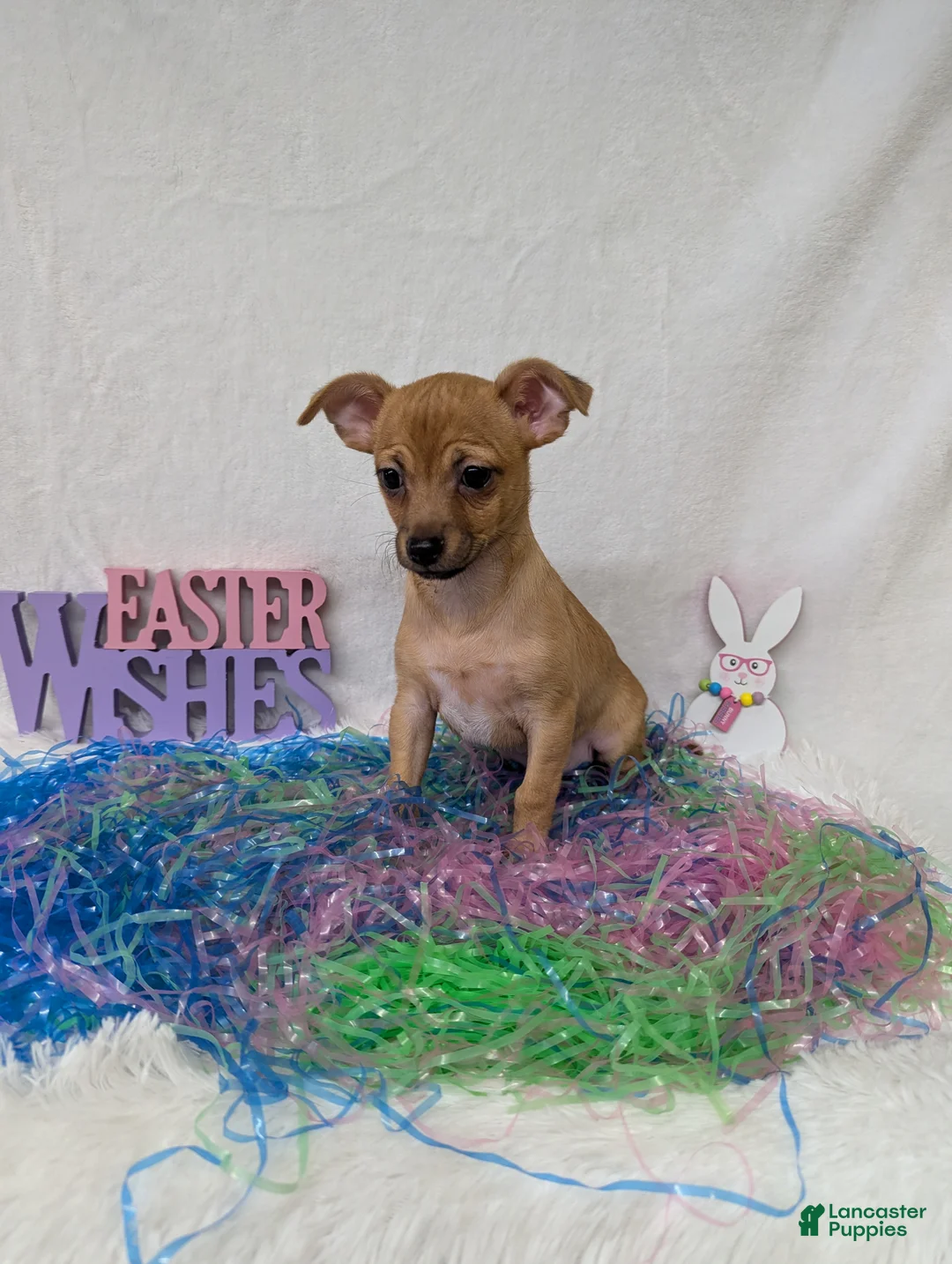 Chihuahua dogs for sale: Chihuahua Puppy 1 - Ad 1