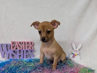 Chihuahua dogs Chihuahua Puppy 1 - Ad 40