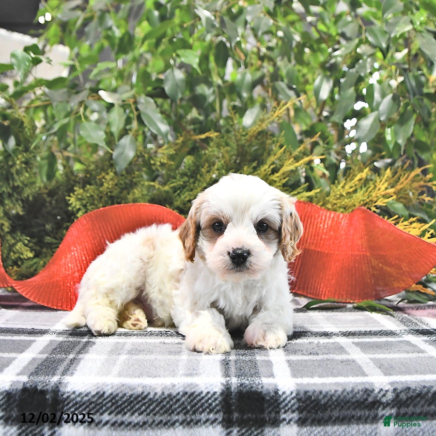 Cavapoo dogs Frosty - Ad 40