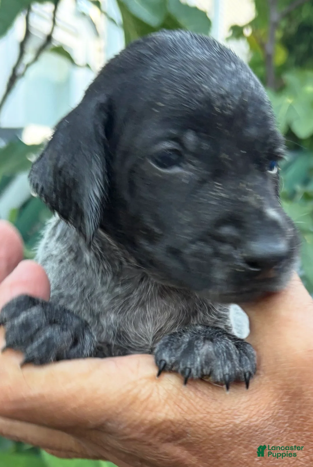 German Shorthaired Pointer dogs for sale: German Shorthaired Pointer Male 3 - Ad 4