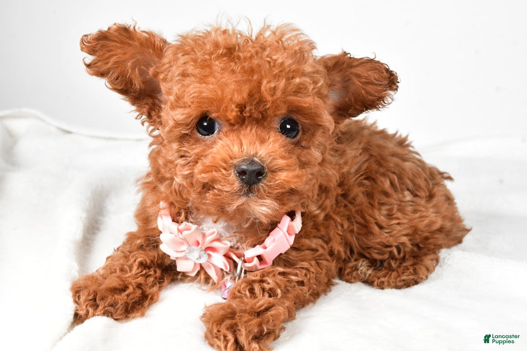 Toy Poodle dogs for sale: Emmy - Ad 1