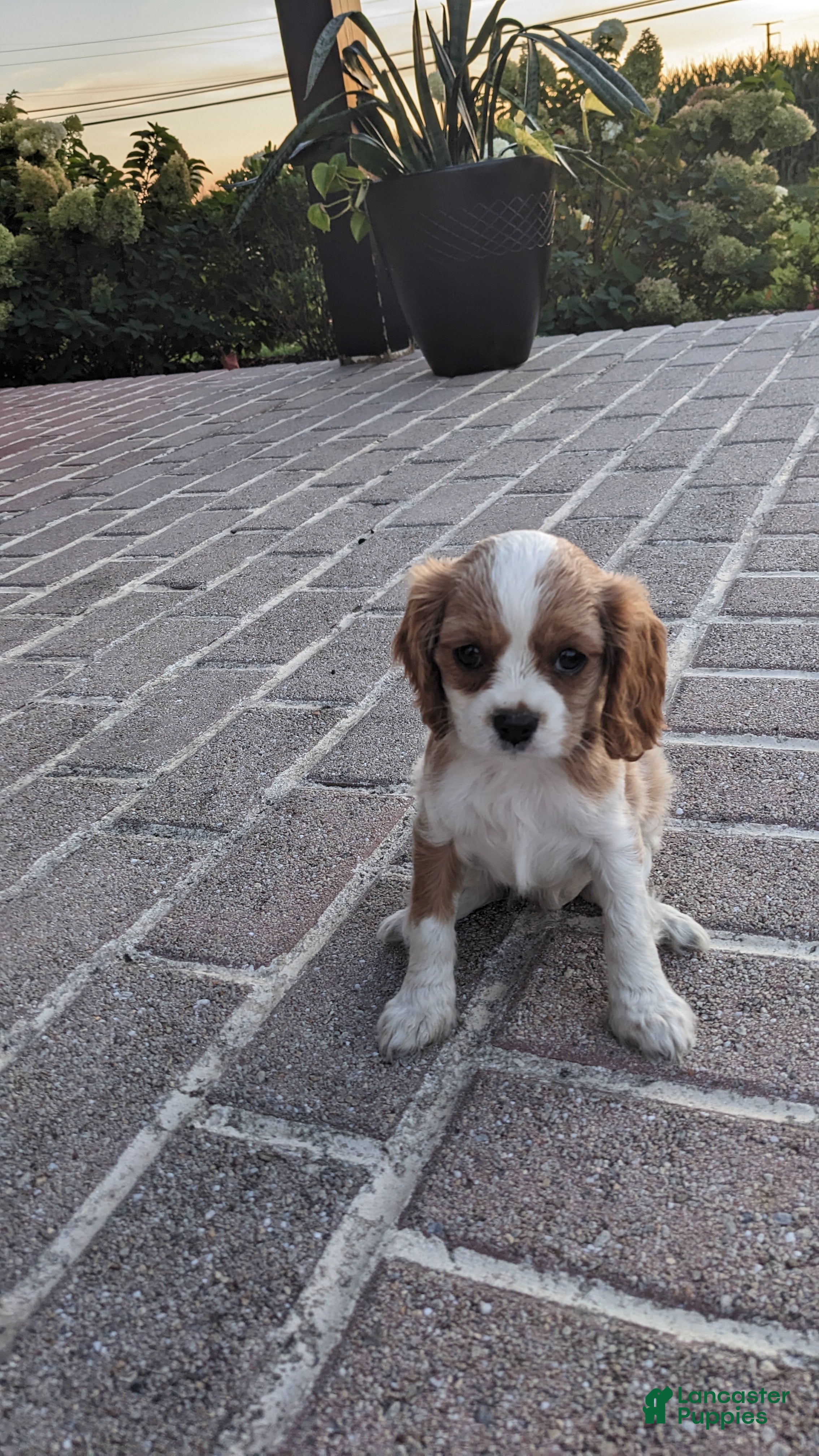 Cavalier King Charles Spaniel dogs Pumpkin - Ad 2