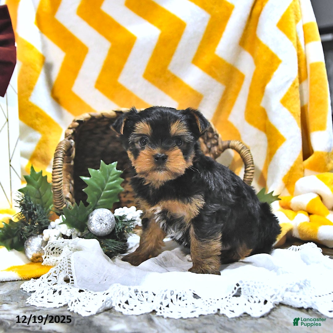 Yorkshire Terrier dogs for sale: Blitz  - Ad 4
