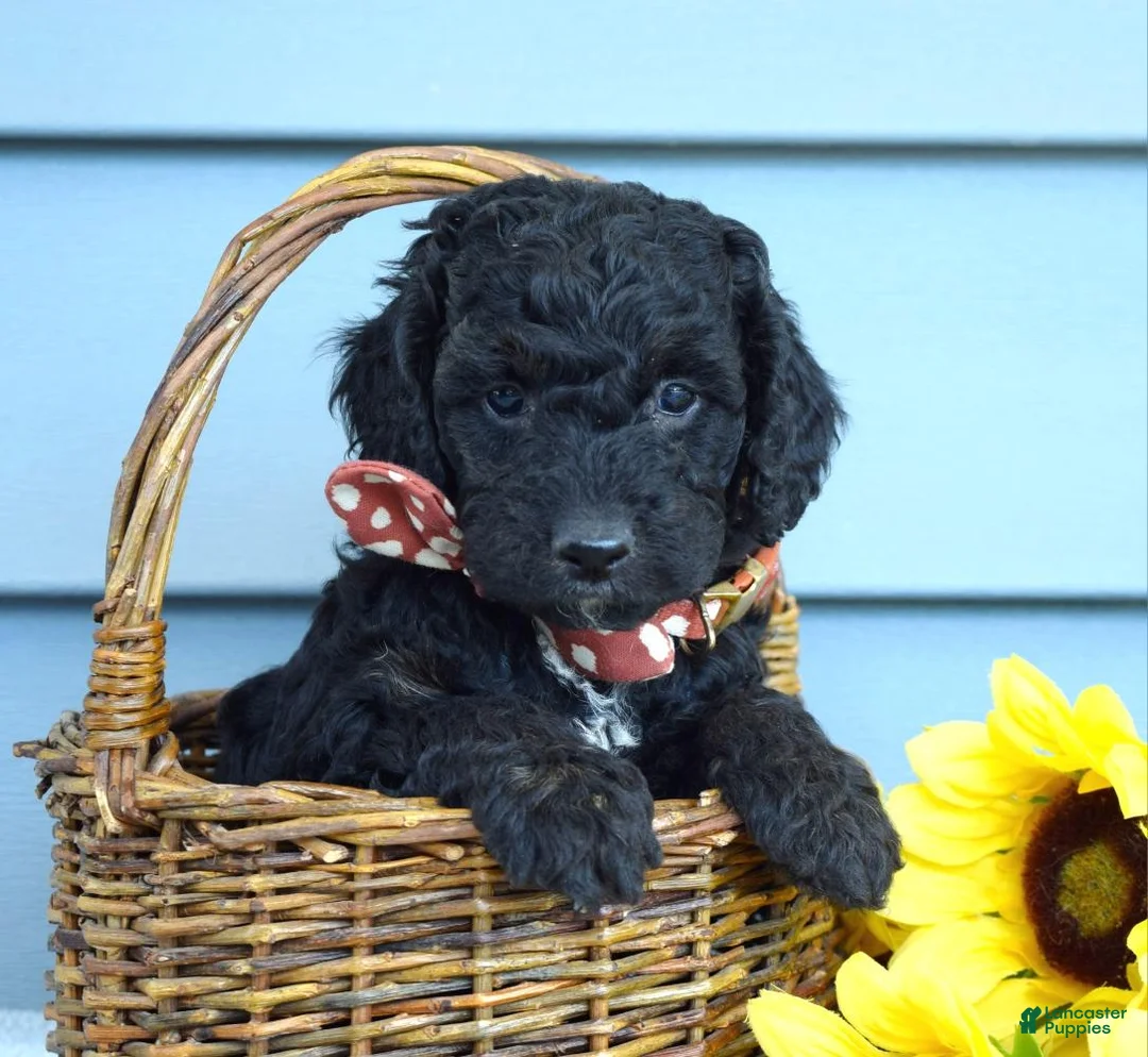 Cockapoo dogs for sale: Oscar - Ad 2