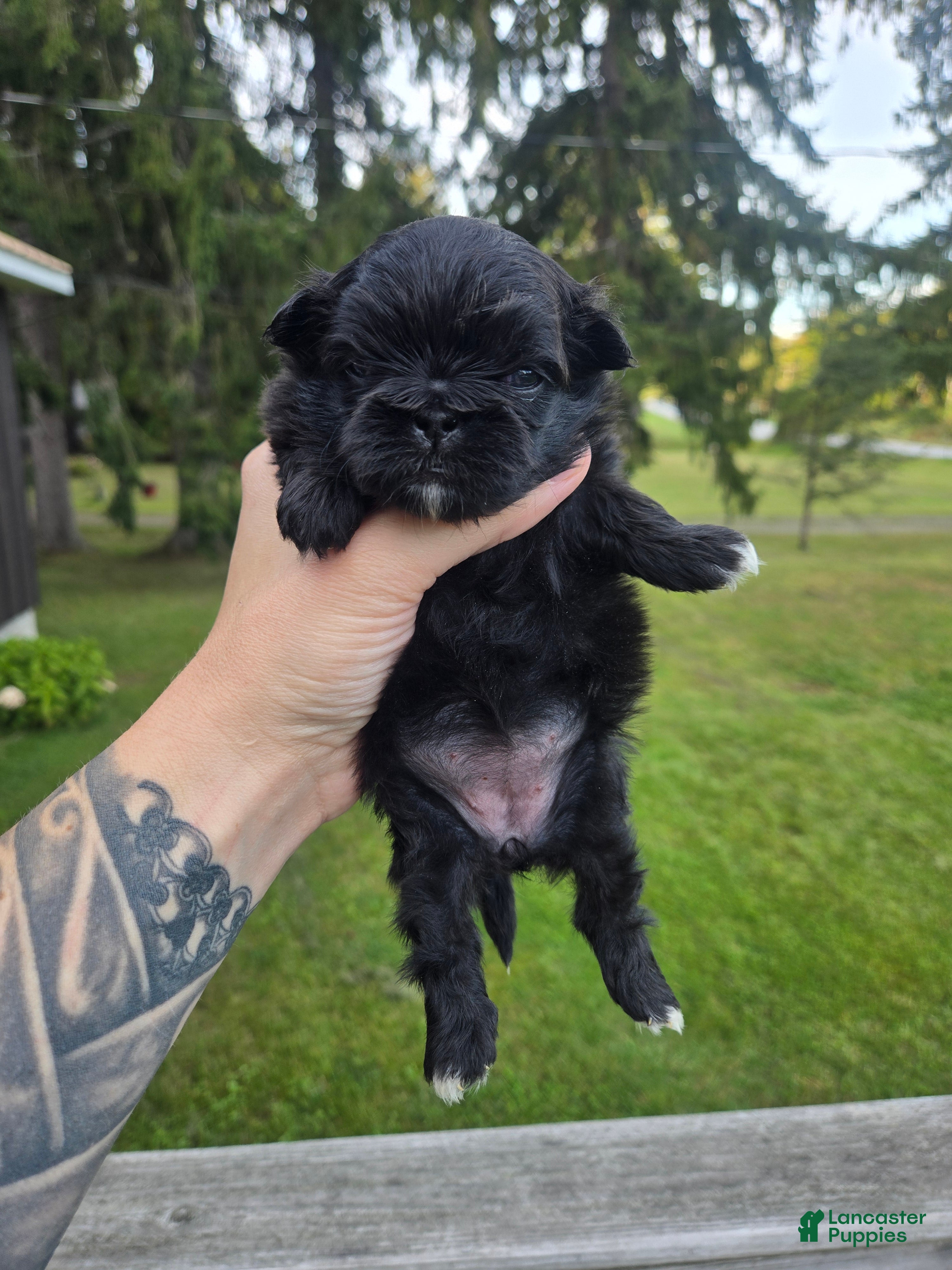 Daliah, Pekingese