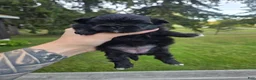 Pekingese dogs for sale: Daliah  - Ad 1