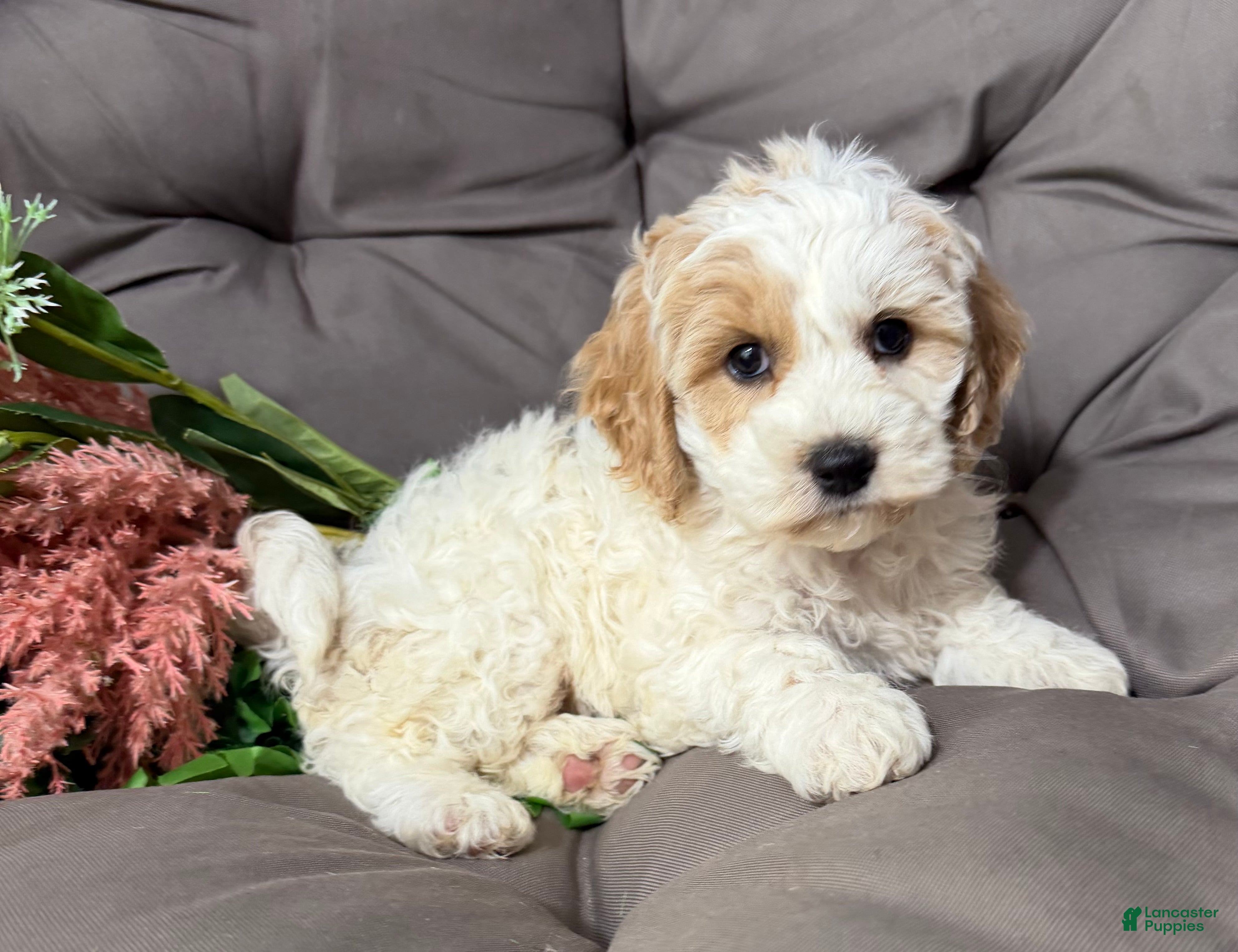 Cockapoo dogs Beauty - Ad 2