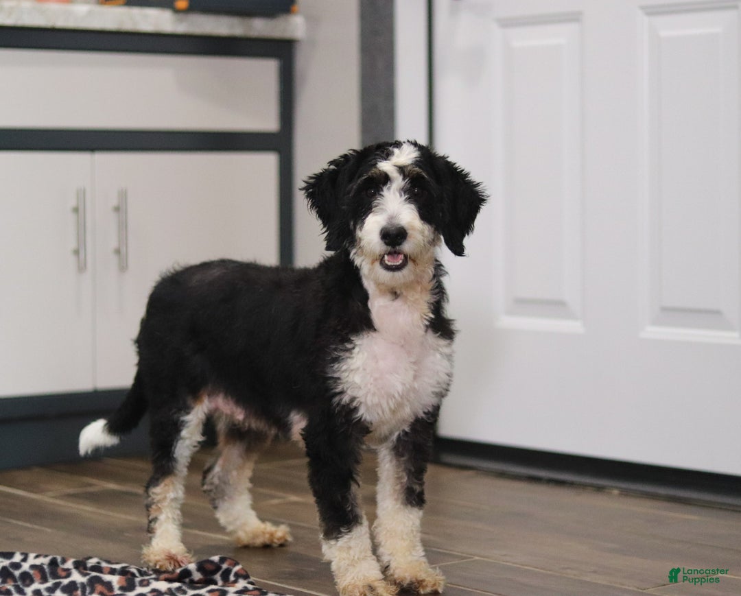 Mini Bernedoodle dogs for sale: Jasper - Ad 9