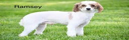 Cavapoo dogs for sale: Sabrina - Ad 12