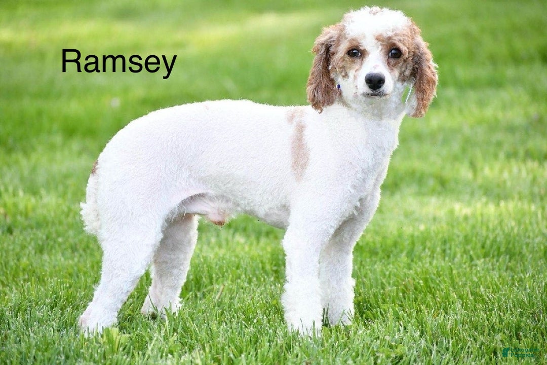 Cavapoo dogs for sale: Sabrina - Ad 12