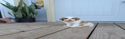 Cavapoo dogs for sale: Patrick  - Ad 1
