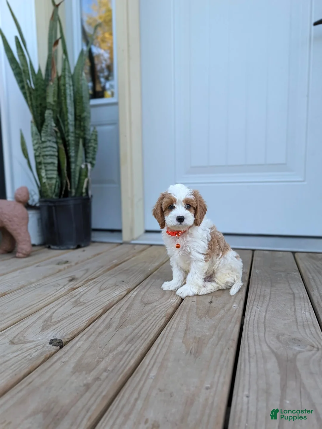 Cavapoo dogs for sale: Patrick  - Ad 1