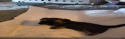 Shih Tzu dogs for sale: Rufus - Ad 3