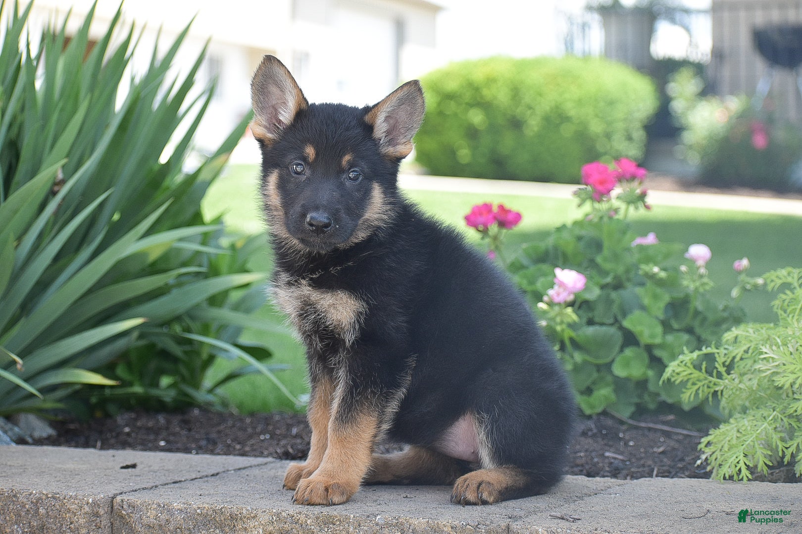 German Shepherd dogs Chloe - Ad 2
