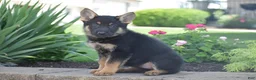 German Shepherd dogs for sale: Chloe - Ad 2