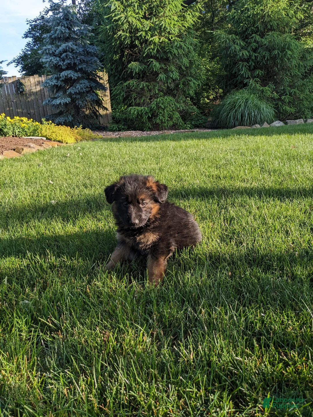 German Shepherd dogs for sale: German Shepherd Puppy 3 - Ad 2