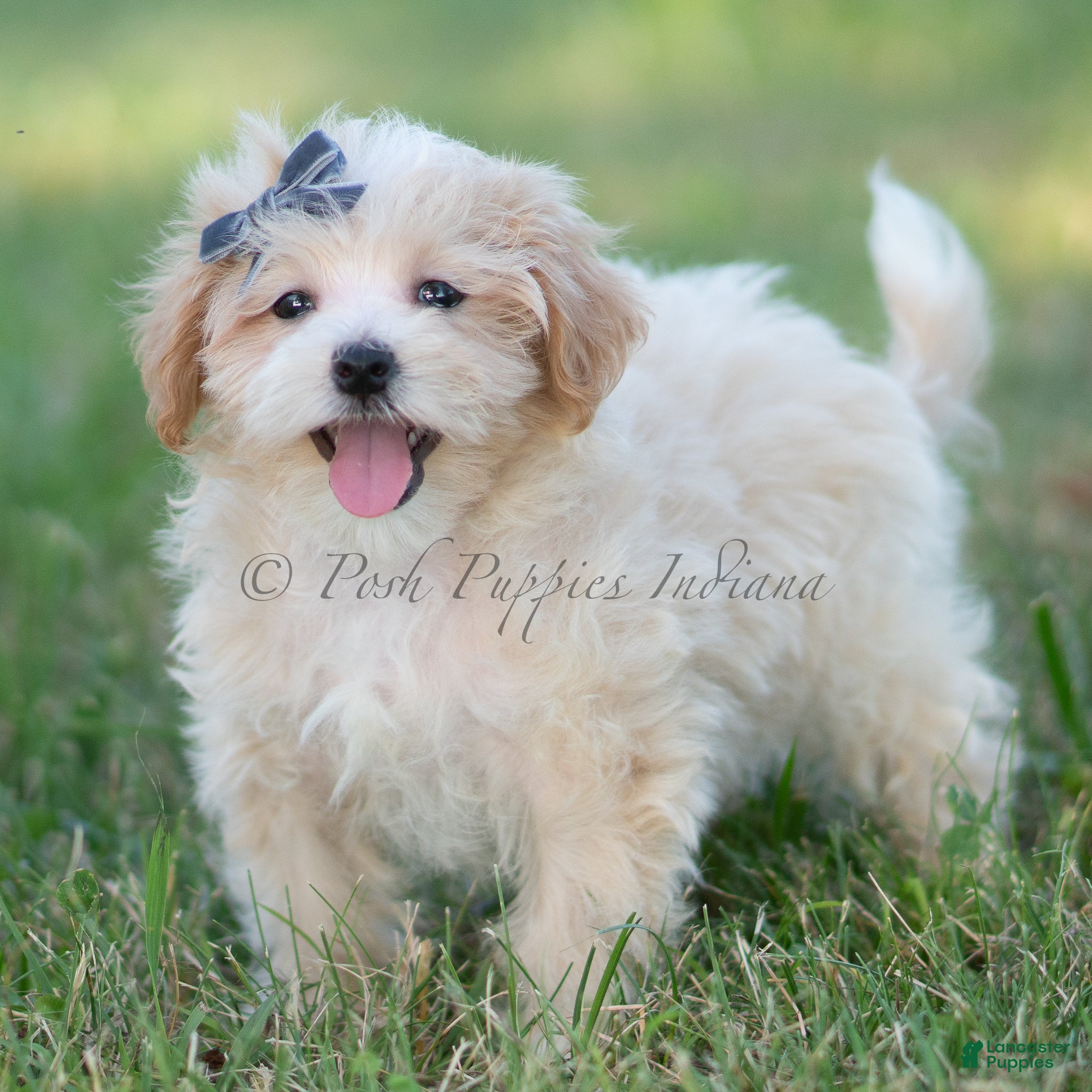 Maltipoo dogs cash - Ad 23