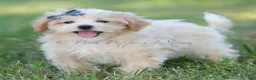 Maltipoo dogs for sale: cash - Ad 1