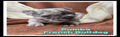 Pumba