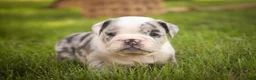 English Bulldog dogs for sale: Seth English Bulldog  - Ad 5