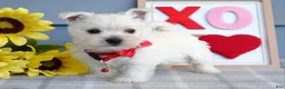 West Highland Terrier dogs for sale: Bella - Ad 1