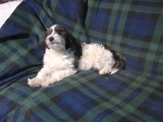 Maltipoo dogs Rowdy--- MaltiPoo male, in home raised, non-shedding - Ad 5