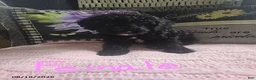 Miniature Poodle dogs for sale: Tracy - Ad 3