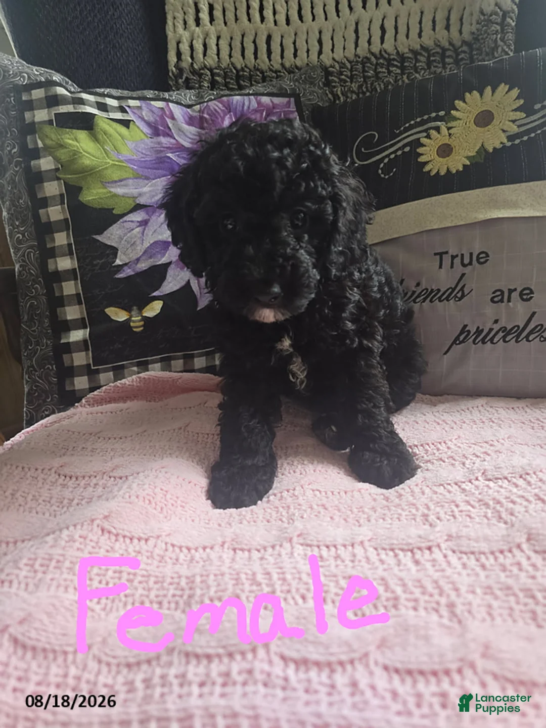 Miniature Poodle dogs for sale: Tracy - Ad 3