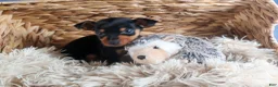 Miniature Pinscher dogs for sale: ANGEL - Ad 6