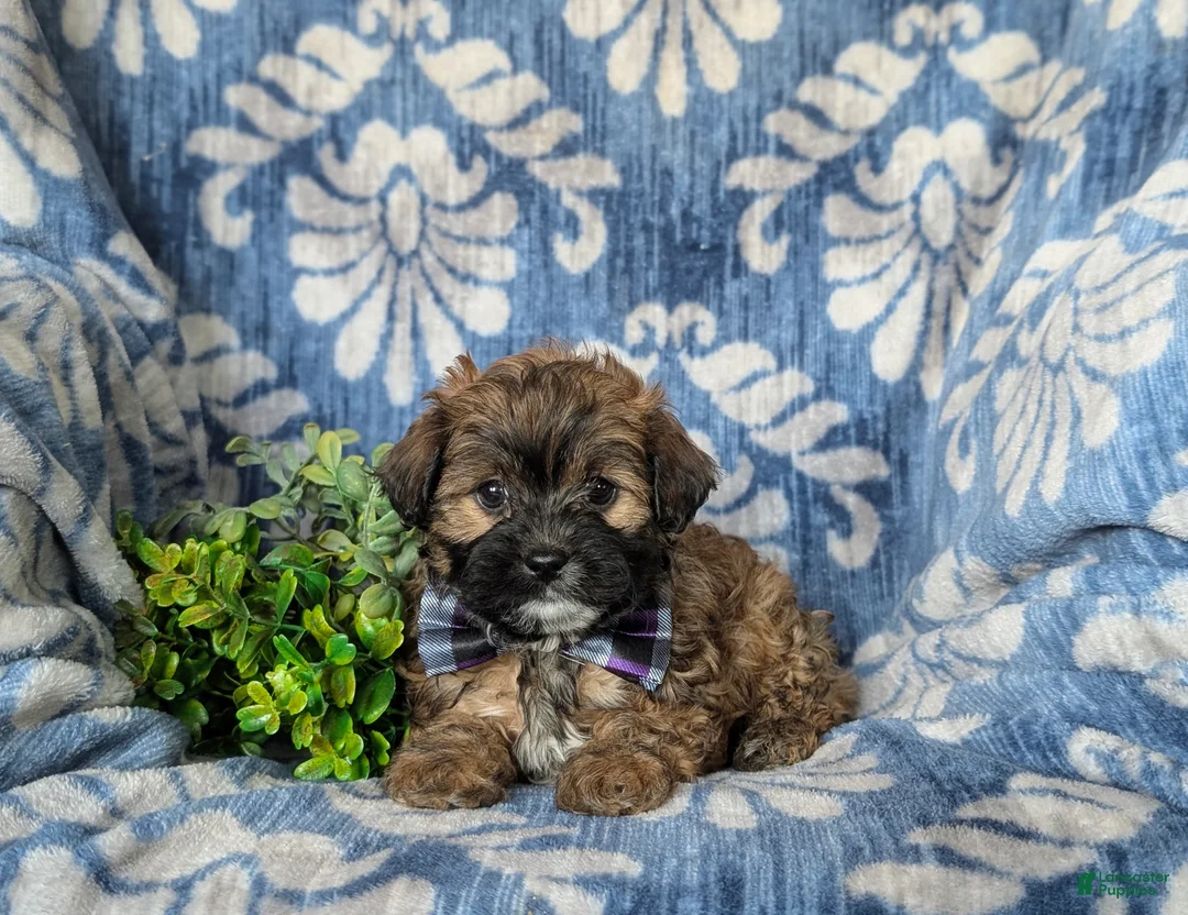 Shihpoo dogs for sale: Garett - Ad 5