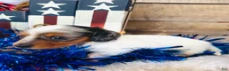 Miniature Dachshund dogs for sale: Johnny Walker (Longhair) - Ad 6