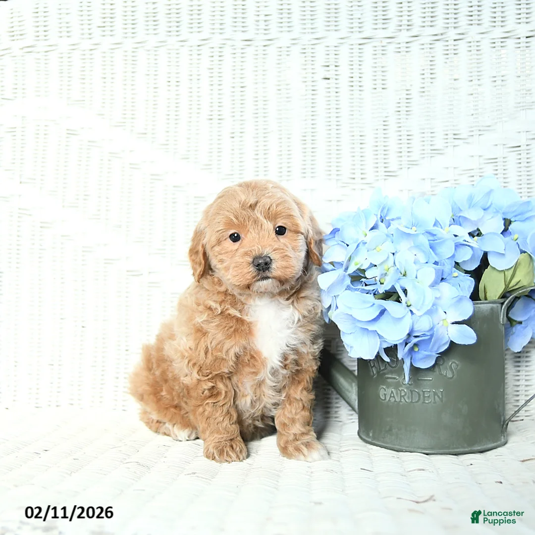 Mini Aussiedoodle dogs for sale: Teddy - Ad 5