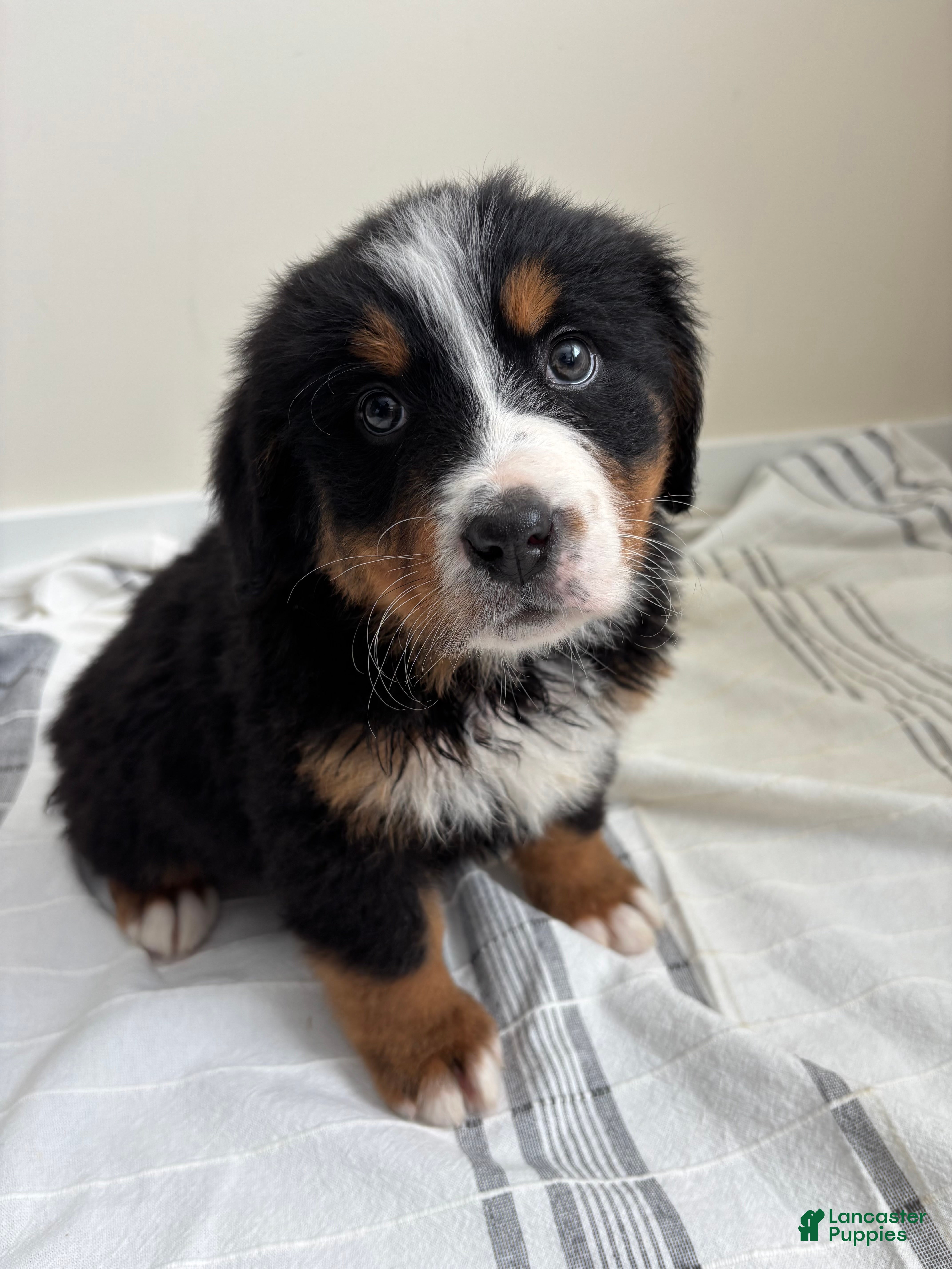 Bernese Mountain Dog dogs Serena - Ad 38