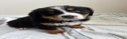 Bernese Mountain Dog dogs for sale: Serena - Ad 3