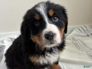 Bernese Mountain Dog dogs Serena - Ad 38