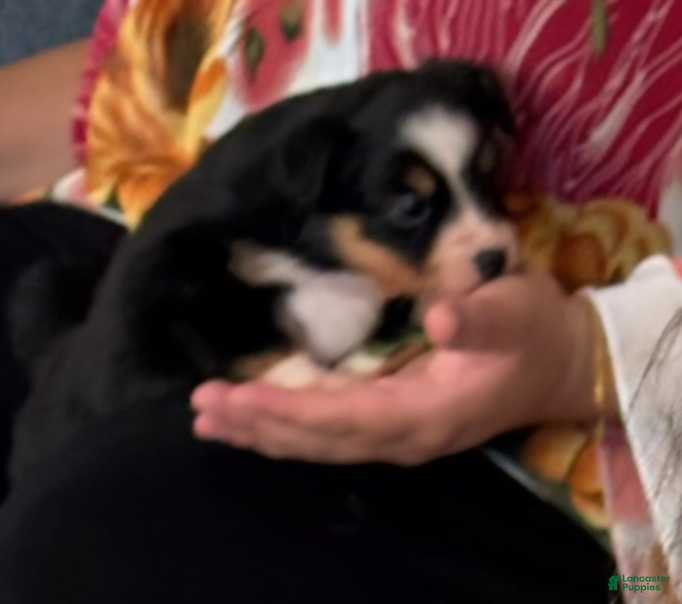 Miniature Australian Shepherd dogs Miniature Australian Shepherd Puppy 2 - Ad 1