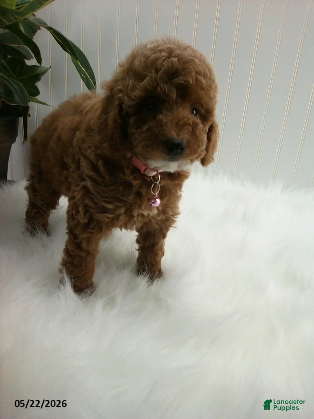 Miniature Poodle dogs for sale: Sue - Ad 3