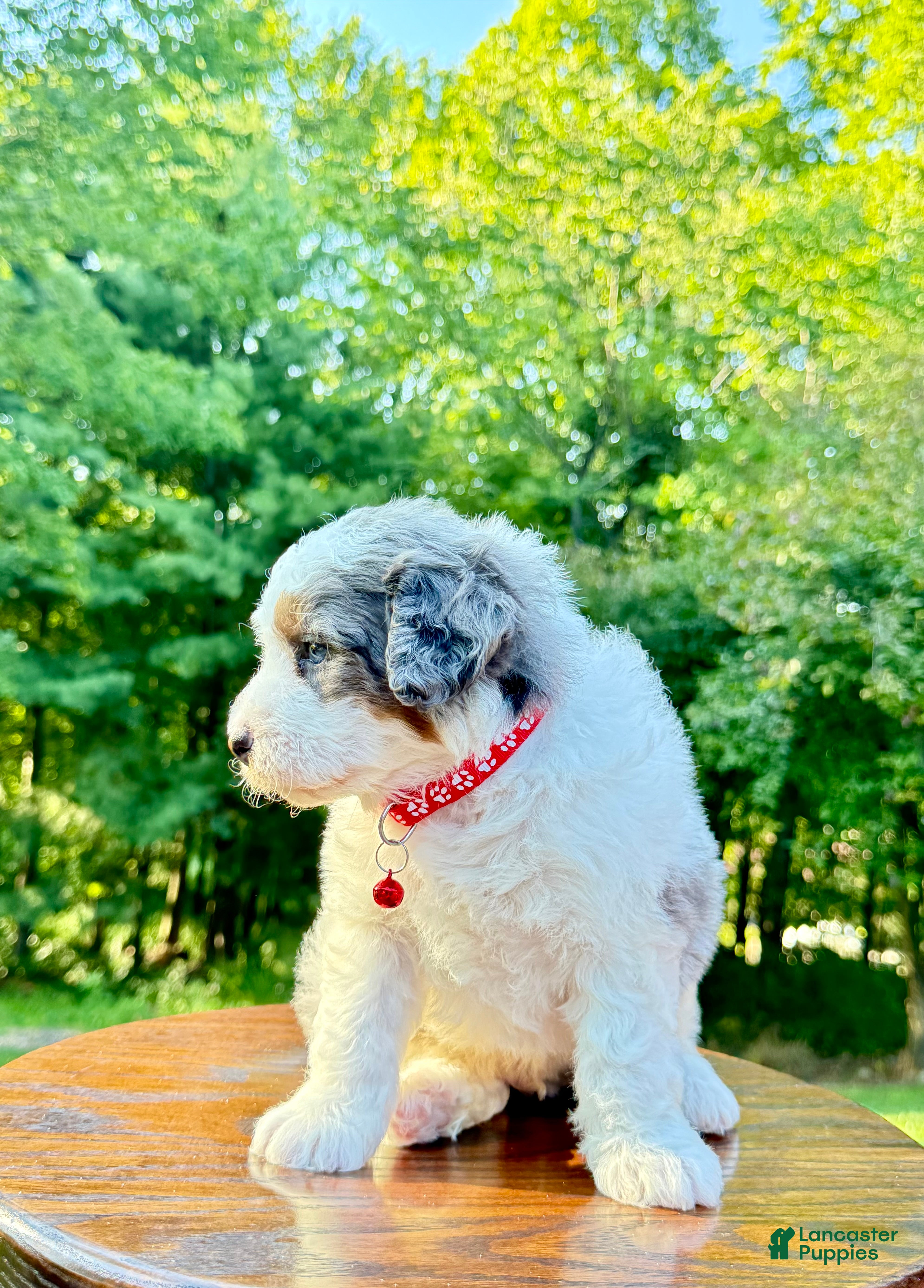 Mini Bernedoodle dogs Enzo   (F1b) ♥️ - Ad 1