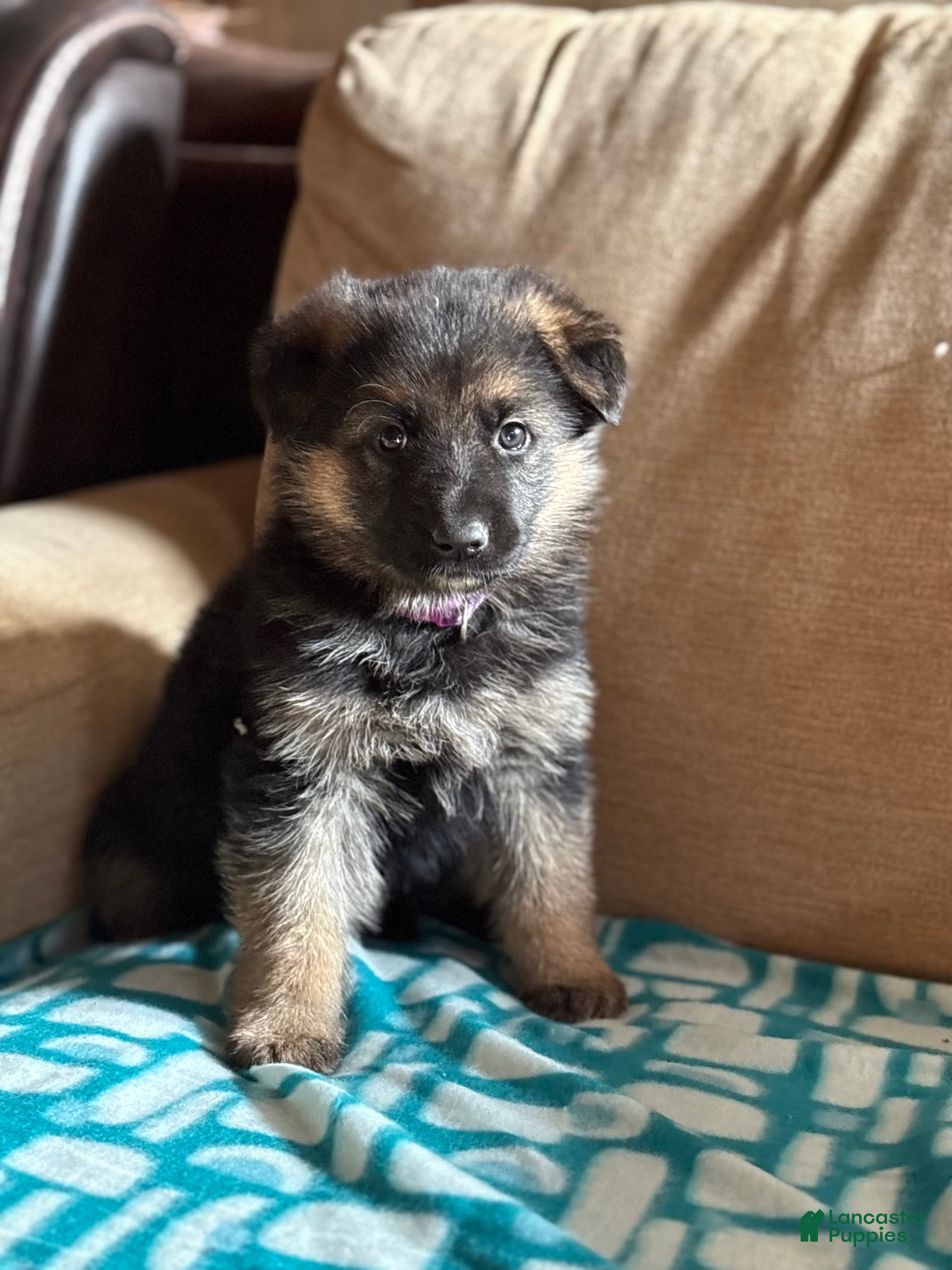 German Shepherd dogs Purple Collar Female 12-22 - Ad 15