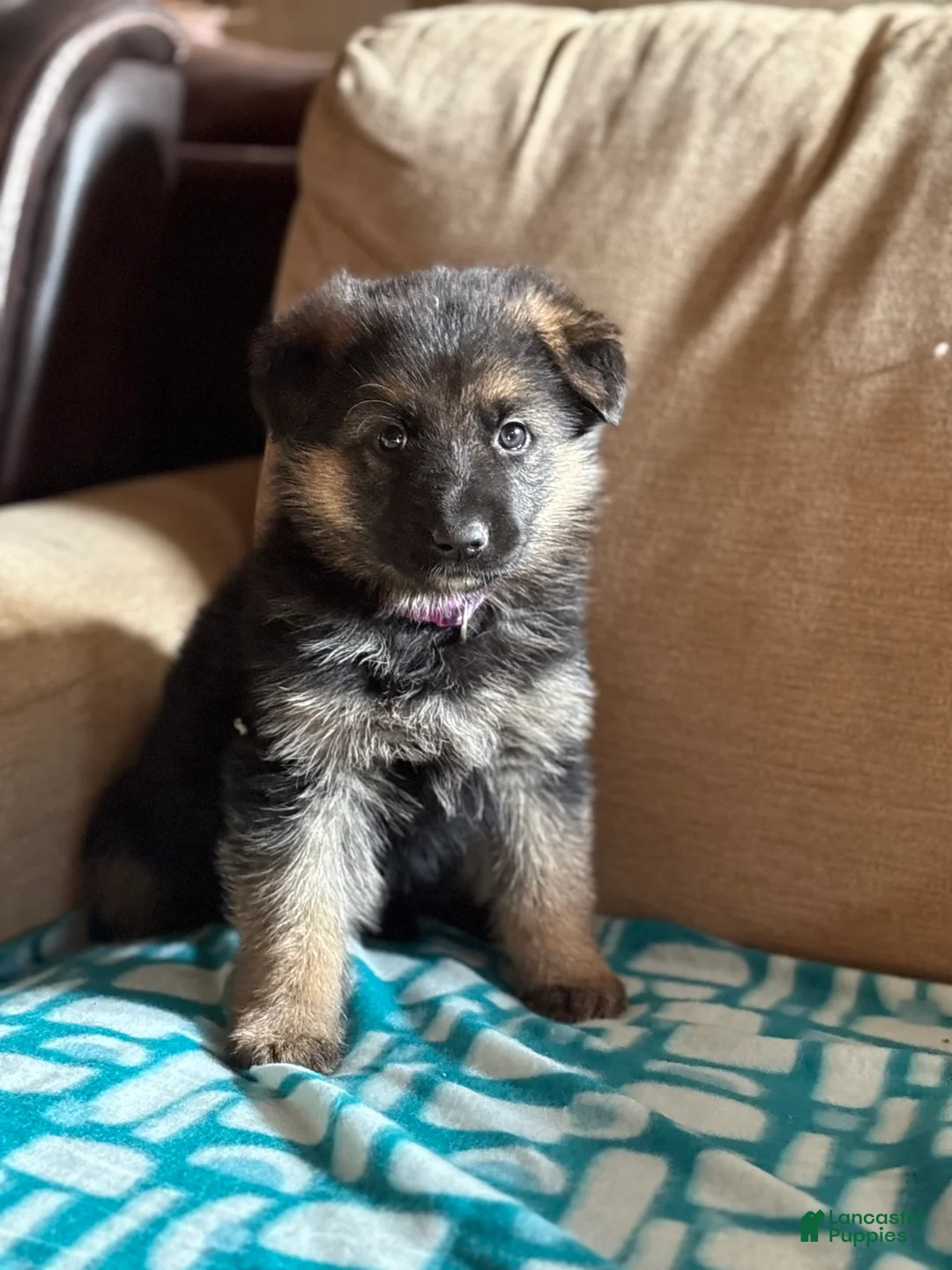 German Shepherd dogs for sale: Purple Collar Female 12-22 - Ad 1