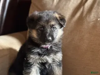 German Shepherd dogs Purple Collar Female 12-22 - Ad 15