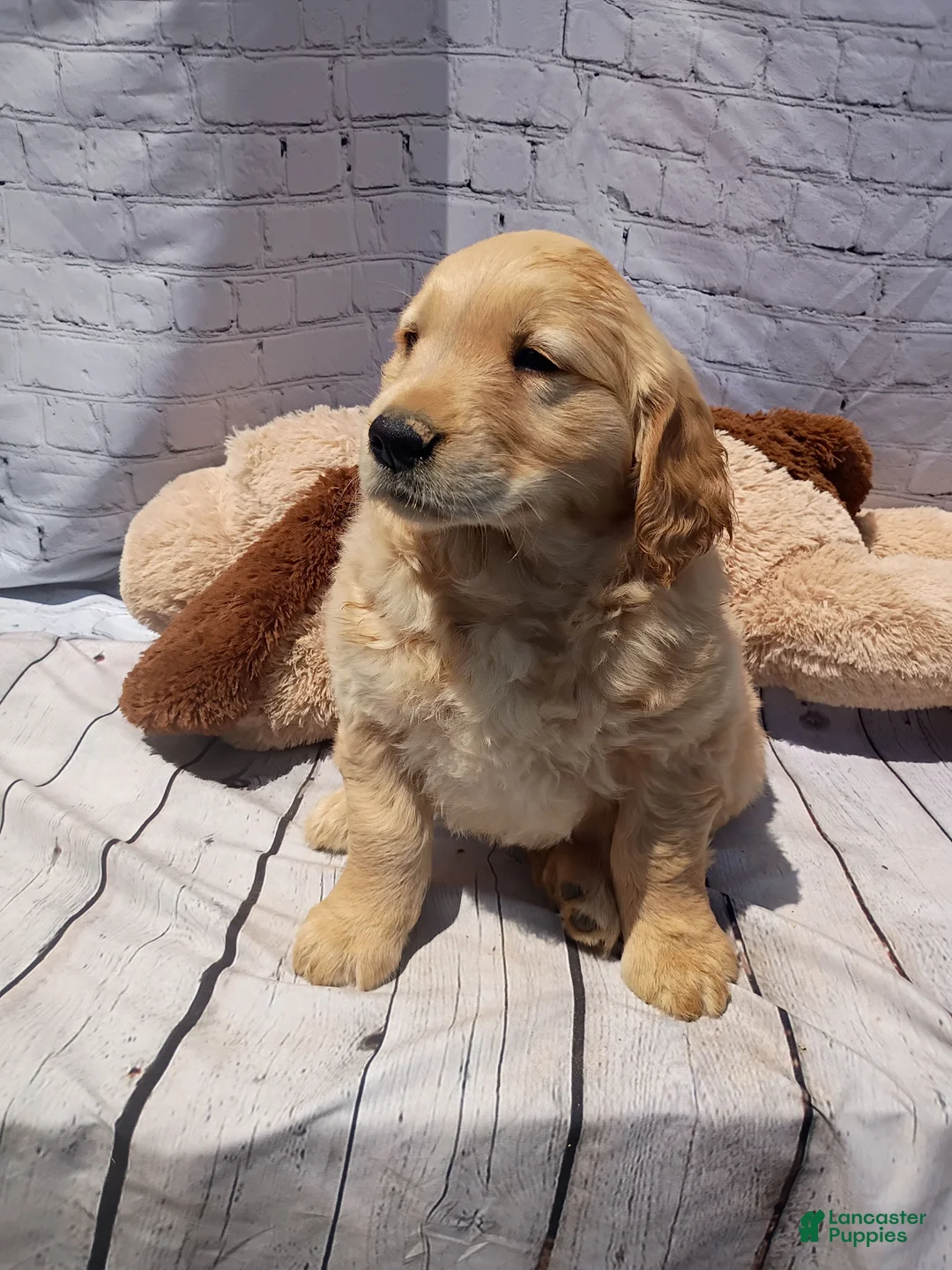 Golden Retriever dogs for sale: Brice - Ad 7