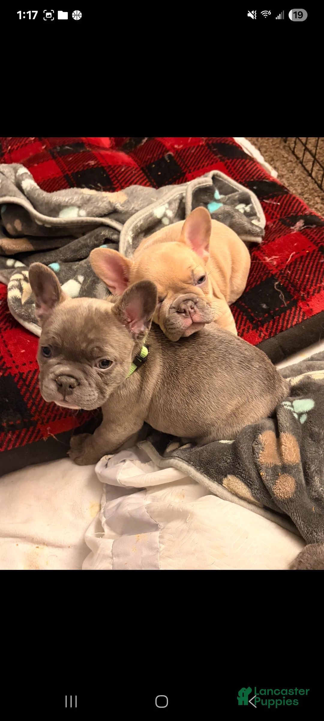 French Bulldog dogs for sale: Stormy - Ad 9