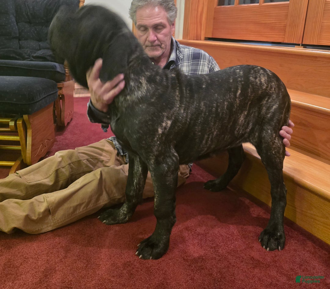 Mixed Breed dogs for sale: Stella - Ad 2