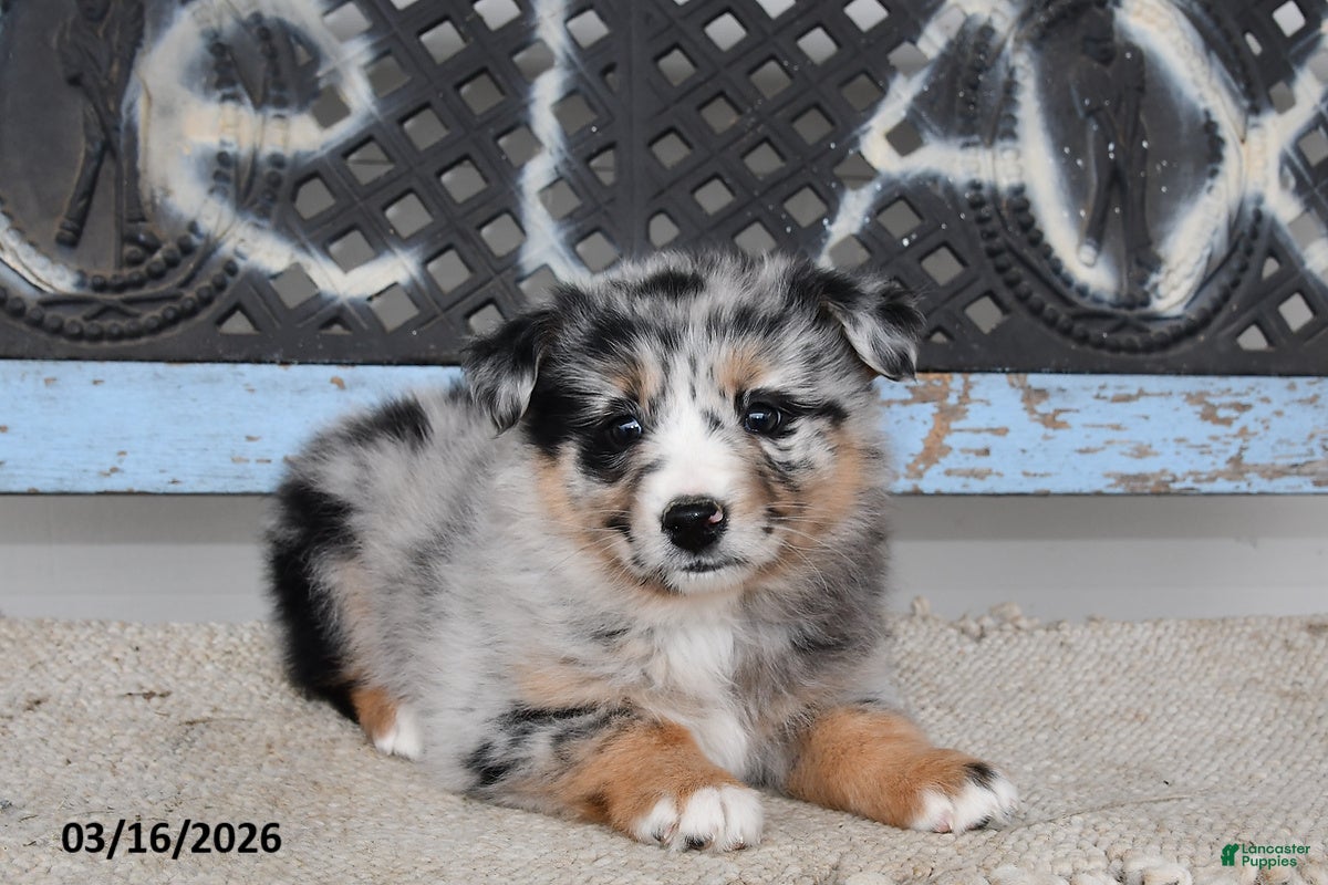 Australian Shepherd dogs for sale: Meadow - Ad 4