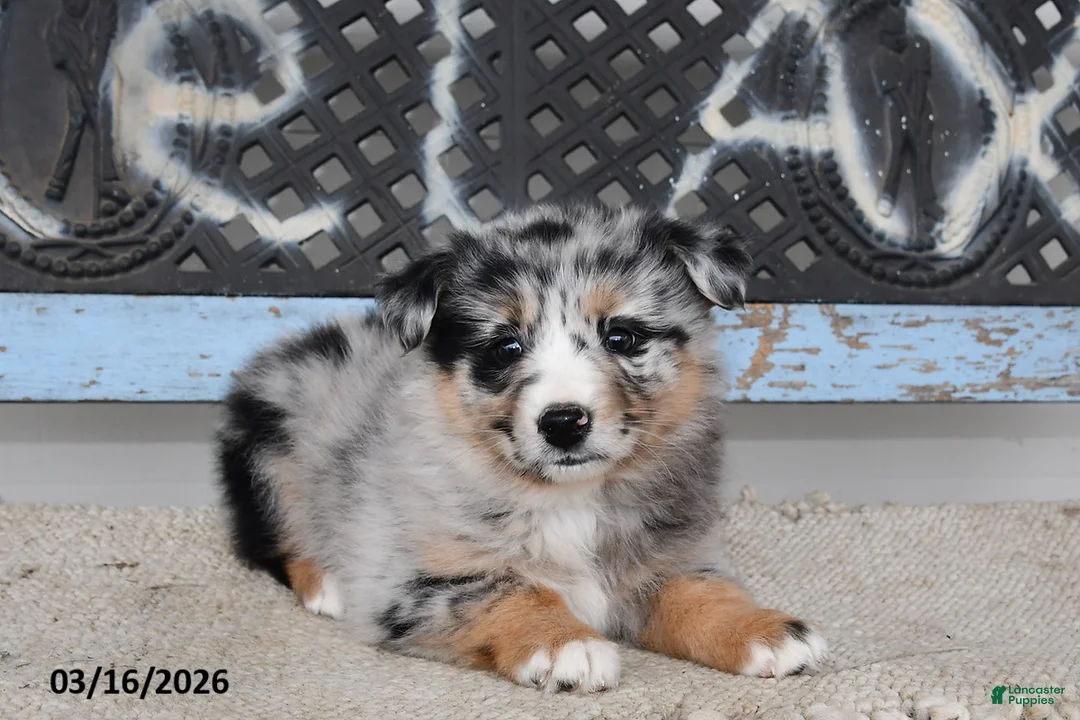 Australian Shepherd dogs for sale: Meadow - Ad 1