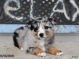 Australian Shepherd dogs for sale: Meadow - Ad 4