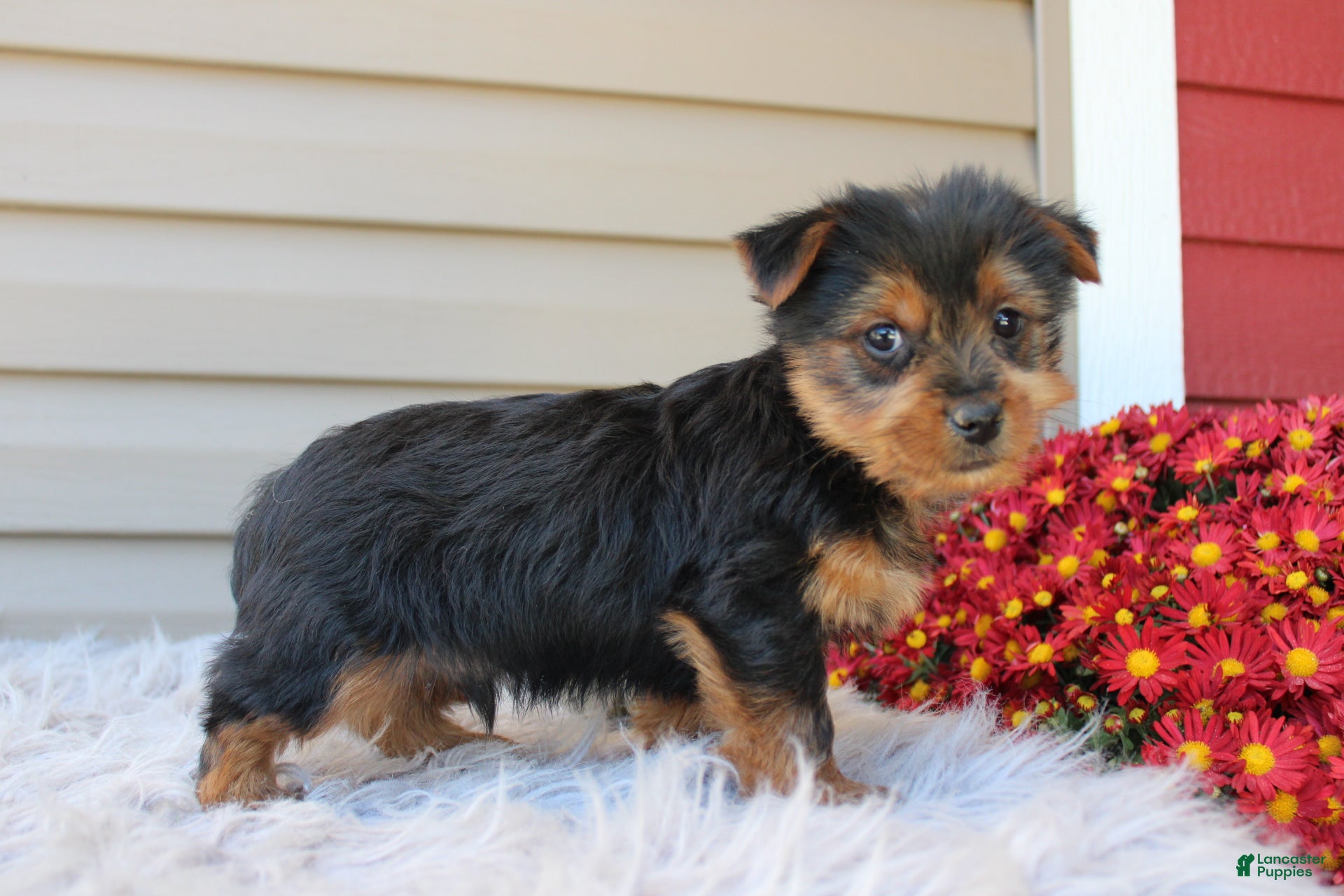 Yorkshire Terrier dogs for sale: Dreamer - Ad 2