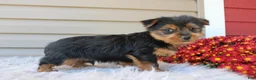 Yorkshire Terrier dogs for sale: Dreamer - Ad 2
